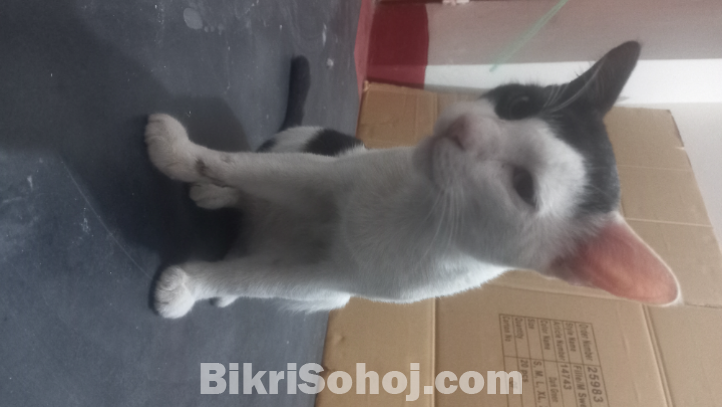 Adult cat